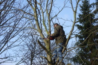 Baum1 Baum1