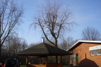 Baum6 Baum6