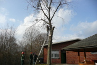 Baum4 Baum4