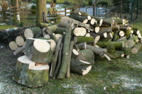 Baum5 Baum5